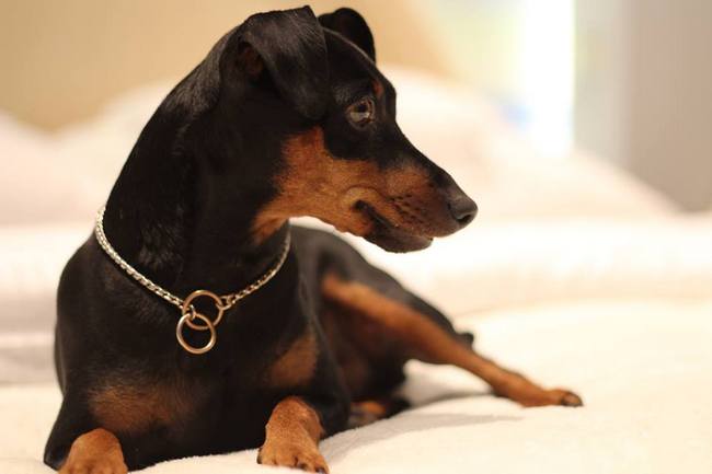 pinczer miniaturowy charakterystyka i pielęgnacja