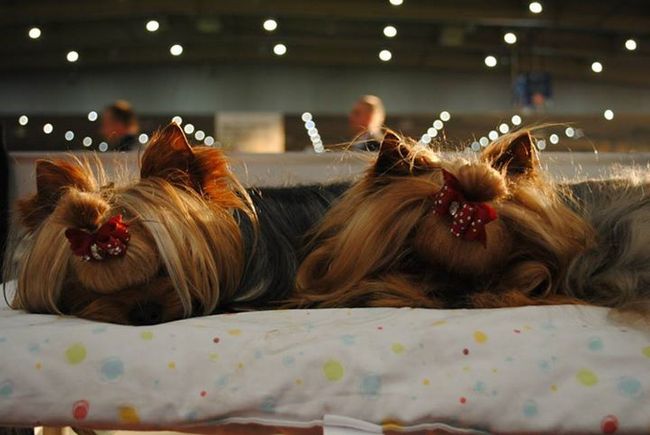 yorkshire charakterystyka i pielęgnacja 