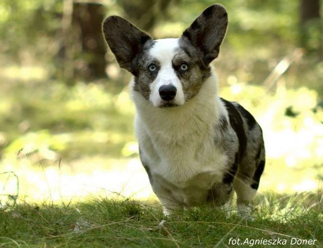 welsh corgi cardigan charakterystyka i pielęgnacja 