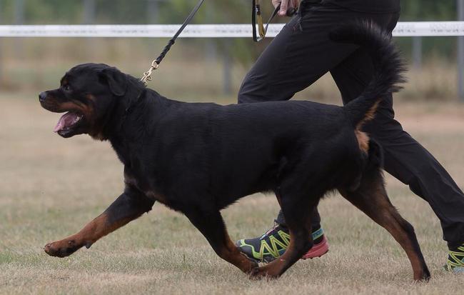 rottweiler charakterystyka i pielęgnacja