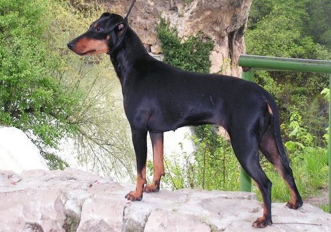 Manchester terrier charakterystyka i pielęgnacja