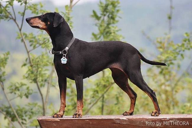 Manchester terrier charakterystyka i pielęgnacja