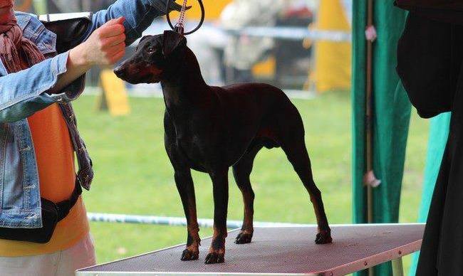 Manchester terrier charakterystyka i pielęgnacja