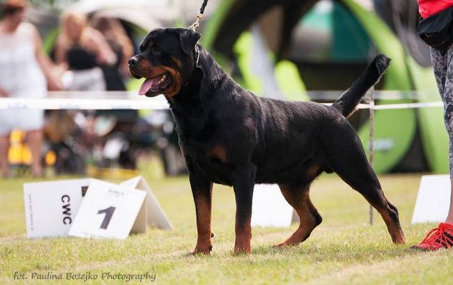 rottweiler charakterystyka i pielęgnacja