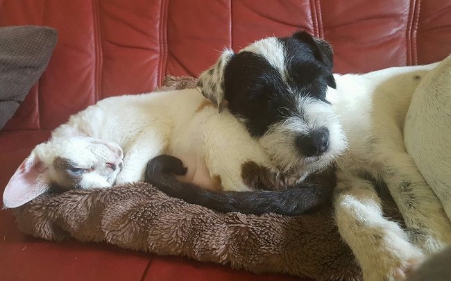 Parson Russel terrier charakterystyka i pielęgnacja