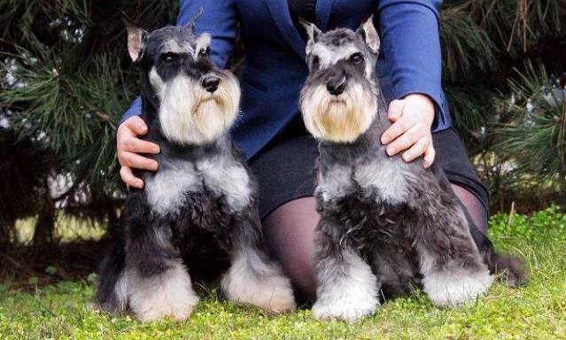 sznaucer charakterystyka i pielęgnacja