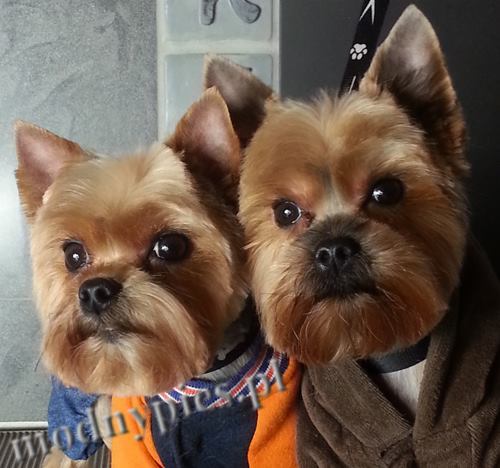 yorkshire charakterystyka i pielęgnacja 