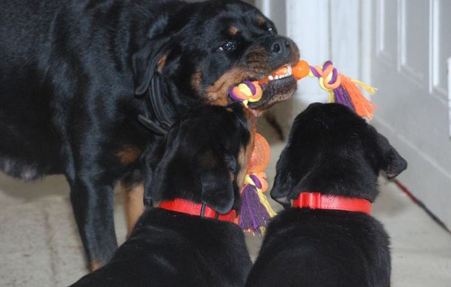 rottweiler charakterystyka i pielęgnacja