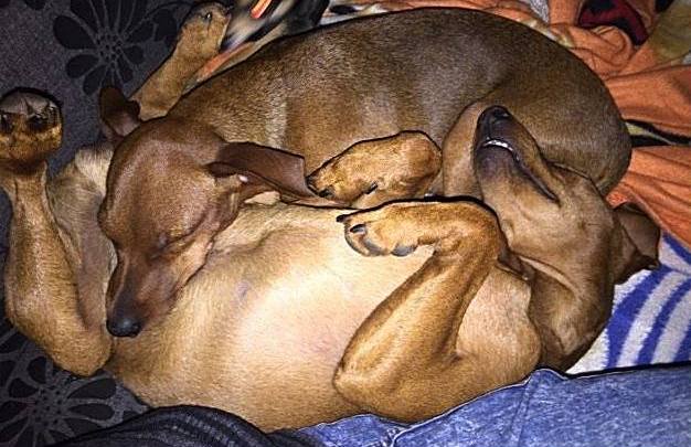 pinczer miniaturowy charakterystyka i pielęgnacja