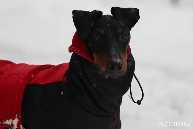 Manchester terrier charakterystyka i pielęgnacja