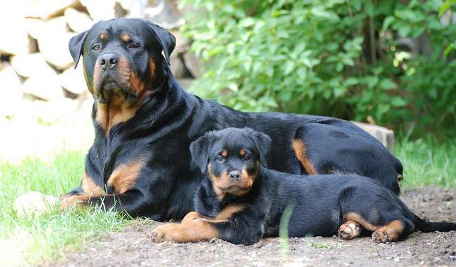 rottweiler charakterystyka i pielęgnacja