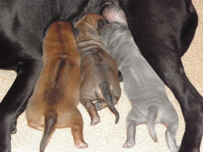 thai ridgeback charakterystyka i pielęgnacja