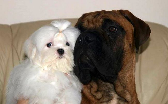 maltańczyk charakterystyka i pielęgnacja