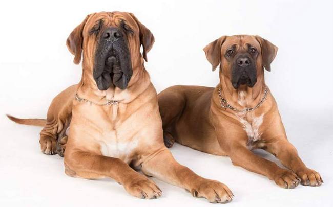 tosa inu charakterystyka i pielęgnacja