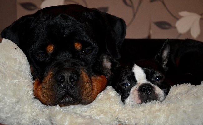 rottweiler charakterystyka i pielęgnacja