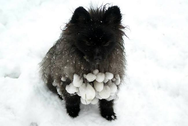 pomeranian charakterystyka i pielęgnacja