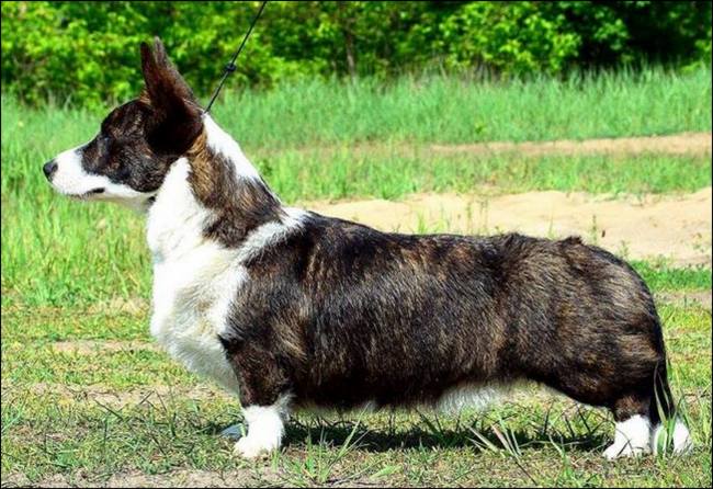 welsh corgi cardigan charakterystyka i pielęgnacja 