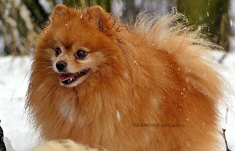 pomeranian charakterystyka i pielęgnacja