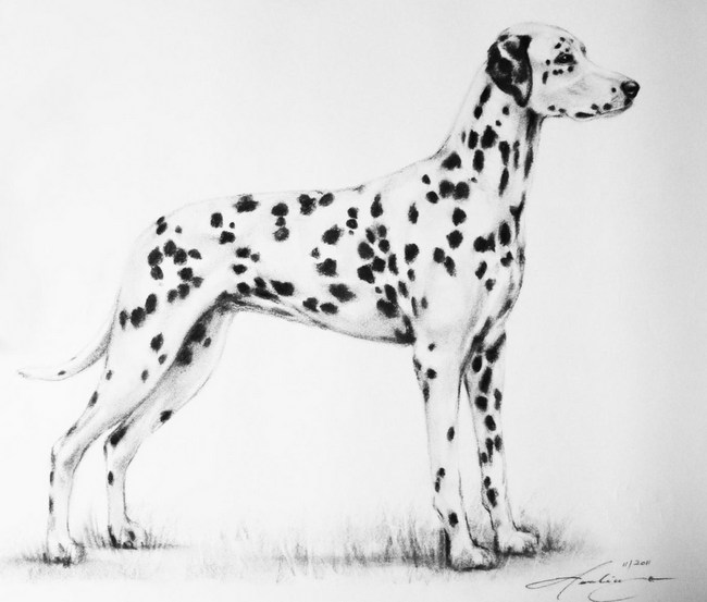 dalmatyńczyk charakterystyka i pielęgnacja