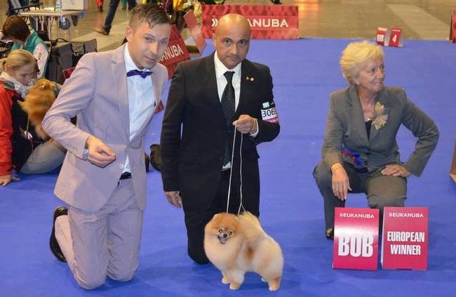 pomeranian charakterystyka i pielęgnacja