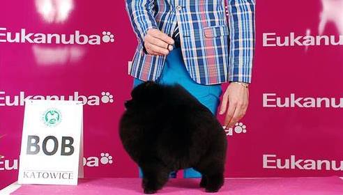 pomeranian charakterystyka i pielęgnacja