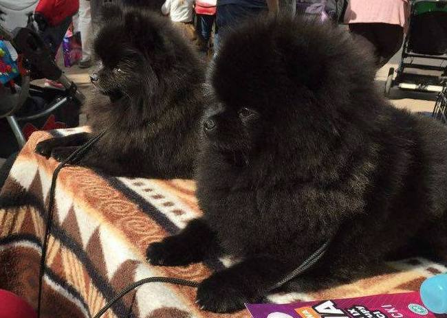 pomeranian charakterystyka i pielęgnacja