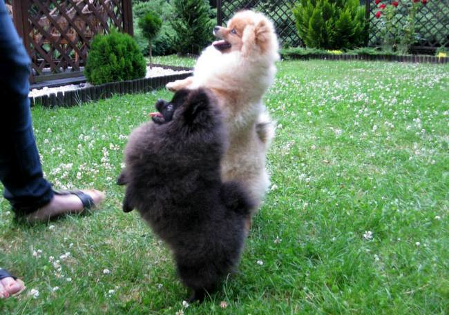 pomeranian charakterystyka i pielęgnacja