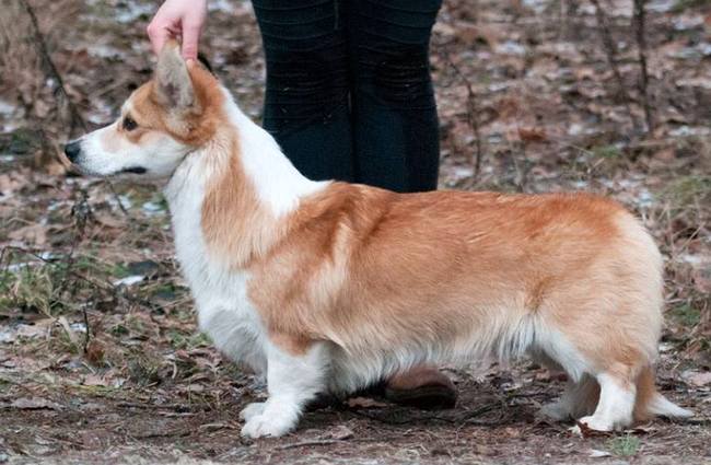 welsh corg pembroke charakterystyka i pielęgnacja