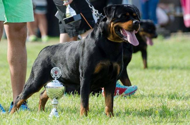 rottweiler charakterystyka i pielęgnacja