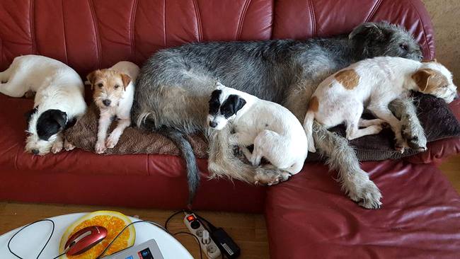 Parson Russel terrier charakterystyka i pielęgnacja