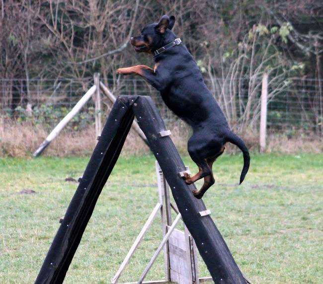 rottweiler charakterystyka i pielęgnacja
