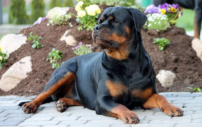 rottweiler charakterystyka i pielęgnacja
