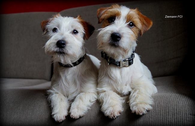 jack russel terier charakterystyka i pielęgnacja