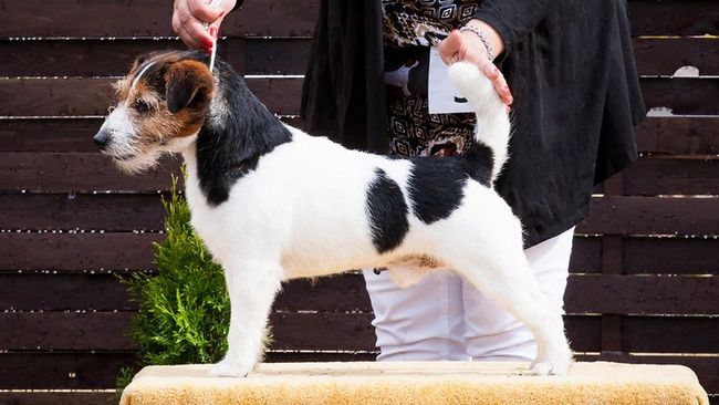 jack russel terier charakterystyka i pielęgnacja