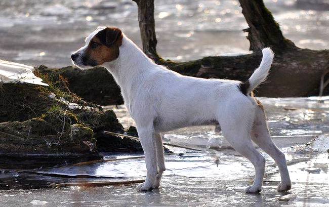 Parson Russel terrier charakterystyka i pielęgnacja