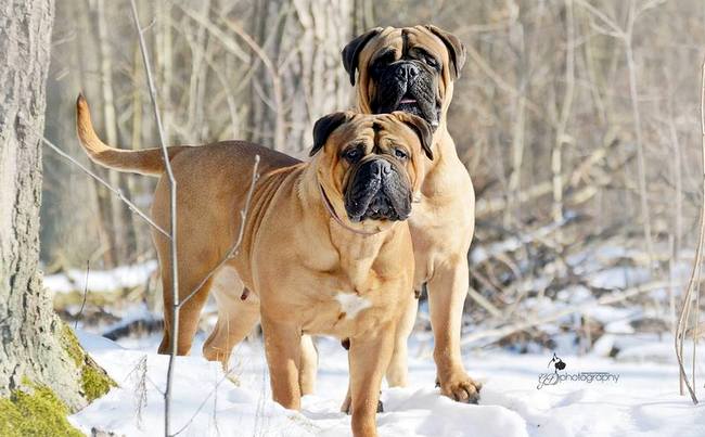 bullmastif - charakterystyka i pielęgnacja