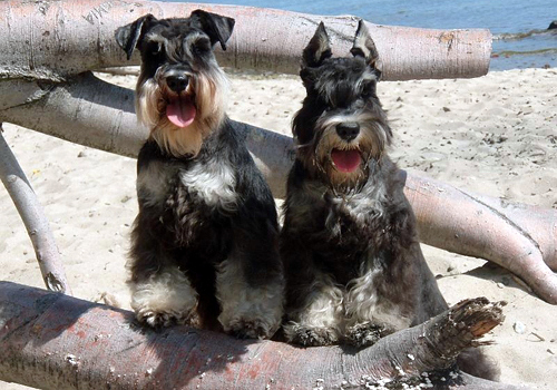 sznaucer charakterystyka i pielęgnacja