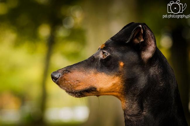 Manchester terrier charakterystyka i pielęgnacja