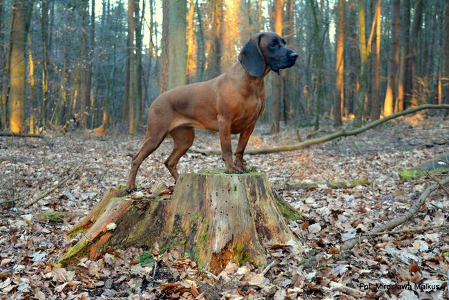 posokowiec bawarski charakterystyka i pielęgnacja