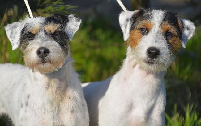 Parson Russel terrier charakterystyka i pielęgnacja