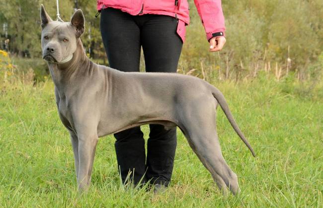 thai ridgeback charakterystyka i pielęgnacja