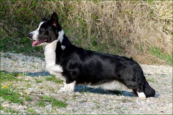 welsh corgi cardigan charakterystyka i pielęgnacja 