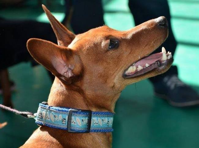 pinczer miniaturowy charakterystyka i pielęgnacja