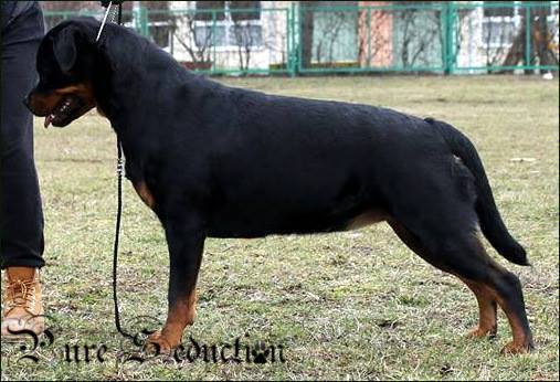 rottweiler charakterystyka i pielęgnacja