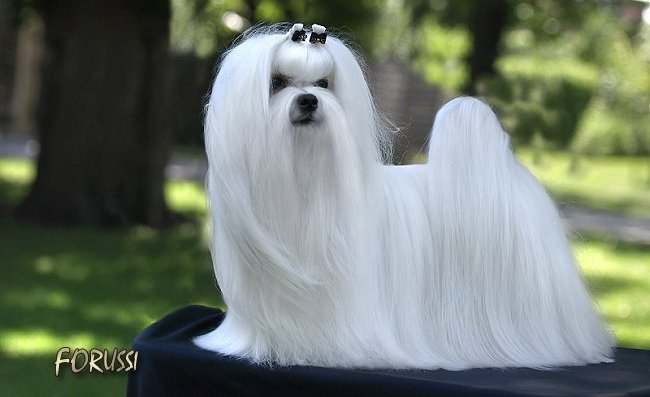 maltańczyk charakterystyka i pielęgnacja