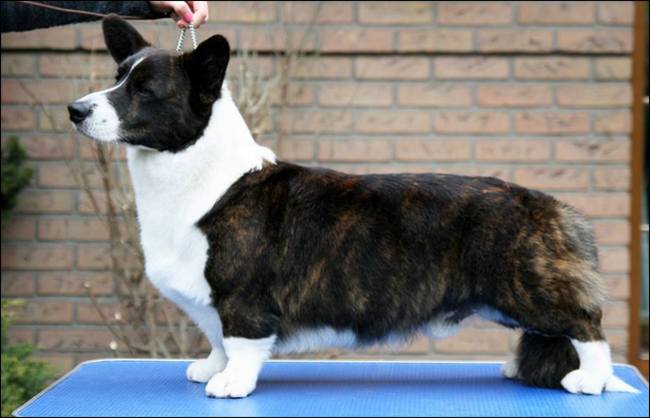 welsh corgi cardigan charakterystyka i pielęgnacja 