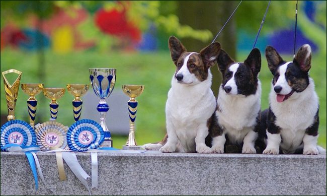 welsh corgi cardigan charakterystyka i pielęgnacja 