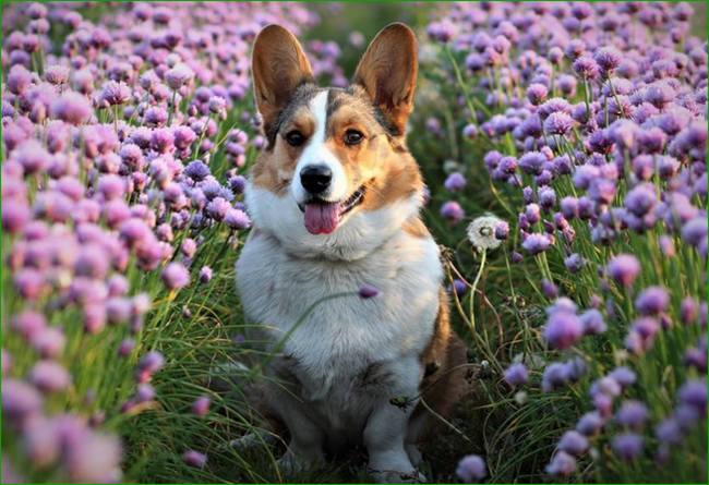 welsh corgi cardigan charakterystyka i pielęgnacja 