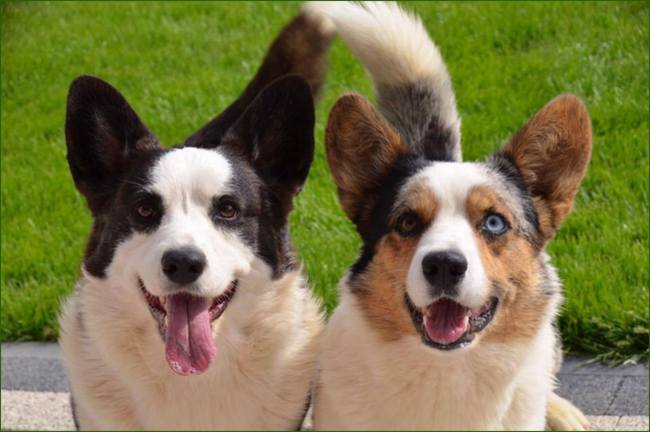 welsh corgi cardigan charakterystyka i pielęgnacja 