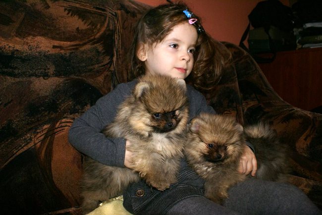 pomeranian charakterystyka i pielęgnacja